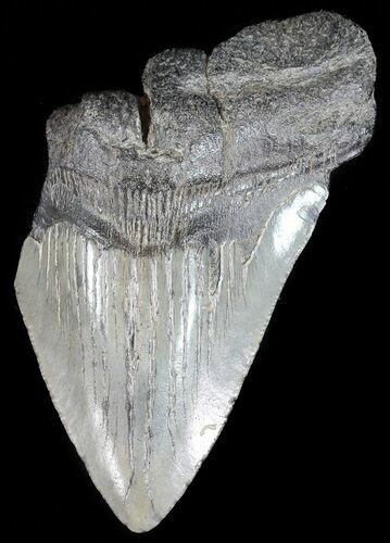 Partial, Fossil Megalodon Tooth #53014